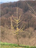 Drijen
